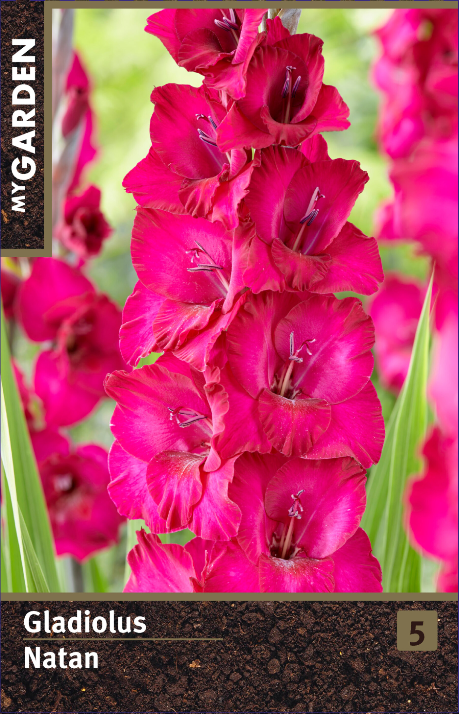 Гладиолус крупноцветковый Натан